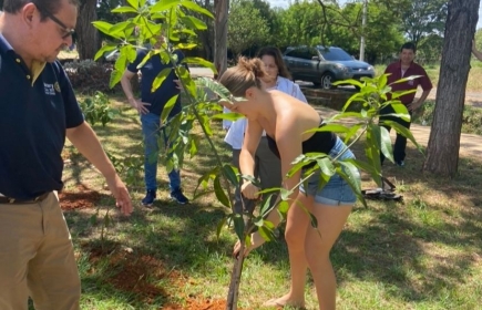 Planter un arbre